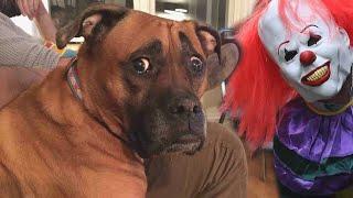 Funny Cats and Dogs Scared Of Halloween - Try Not To Laugh   Cool Pets