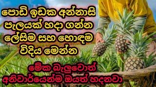 පොඩි ඉඩක අන්නාසි වගාවක් කරන හොඳම විදියක්How to grow pineapple in a pot how to grow pineapple