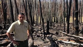 How a forest recovers after a burn