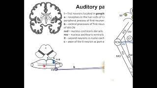 Auditory pathway