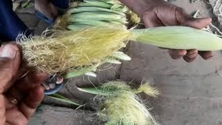 RIGHT TIME TO HARVEST BABYCORN