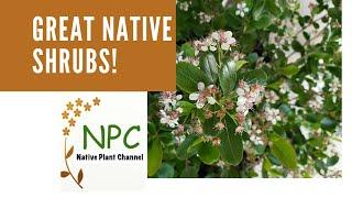 Great Native Shrubs for the Northeast #native plant gardens #native shrubs