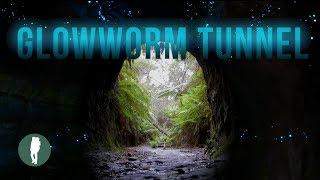 Glowworm Tunnel Wollemi National Park Newnes Plateau Lithgow