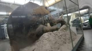Зоологической музей СПб мамонты