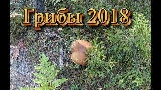 Грибы 2018