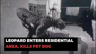 Leopard Enters Residential Area Kills Pet Dog