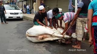 Big cow Qurbani in Dhaka Bangladesh. The biggest qurbani cows of Bangladesh.
