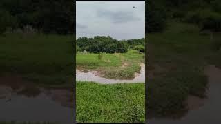 How beautiful grass in dirty water Keeps Reinventing Itself