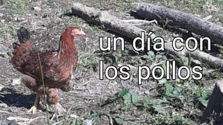 un día con los pollos 742023