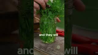 Keep Cilantro Fresh Longer #nowaste #cilantro