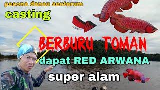 STREAK Red Arowana‼️ Expensive Fish when Casting Toman Fish snakehead Lake Sentarum