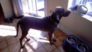 Be A Lady Shayne  Weimaraner from Boston