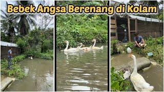 Bebek angsa berenang di kolam FARM ZUPARDI