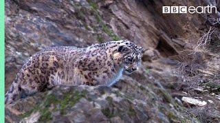 Snow Leopard Hunting  Planet Earth  BBC Earth