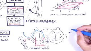 Introduction to how reflexes work - reflex arc monosynaptic and polysynaptic reflexes