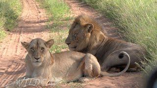 Vuyela Male Lion Mating with The Young Princess of the River Pride again  Ep 149