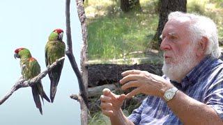 Thick-billed Parrot History Part 1 - OutBirding Episode Trailer