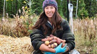 Harvesting Potatoes Planting Garlic & Making Spaetzle