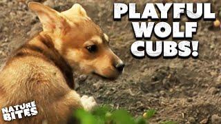 Cute Cubs Learn How to Play for the First Time  Cry of the Wolves  Nature Bites