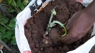 How to grow yams in bags at home
