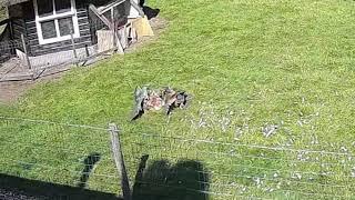 Hero farm animals rescue chicken pal from hawk in wild video