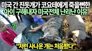 미국 간 진돗개가 코요테에게 죽을뻔한 아이 구해내자 미국 전체 난리난 이유 저런 사나운 개는 처음봤다