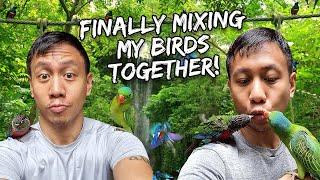 Finally Mixing All My Birds in Our Giant Home Aviary - Oct. 22 2022  Vlog #1567