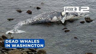 Five dead gray whales wash up along Washington coast