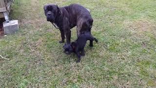 Amazing Big dog try mating small Dog at Garden  Funny Dog meeting and mating