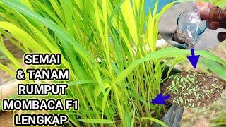 Cara Semai Dan Menanam Rumput Mombaca F1 Dari Biji