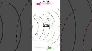 How Sonar Sensors Work The Science Behind Sound Navigation