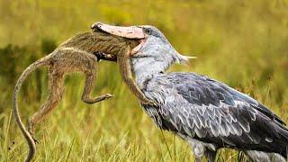 TOP 7 Unbelievable Moments When Bird Swallow Prey Without Mercy