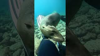 Scuba Instructor Plays with Curious Juvenile Sea Lion