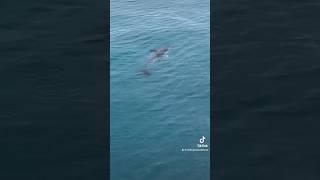 Dolphins at Whale Watch Kaikoura in New Zealand  #dolphin #dolphins #kaikoura #newzealand