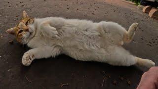 If a cat lies down and shows you their belly its proof of their complete trust.