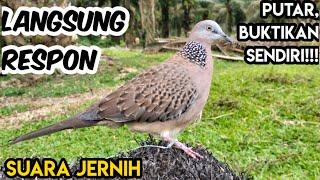 Semua Burung Dirumah Akan Bunyi Mendengar Suara Tekukur Ini  Cocok Untuk Pancingan Memikat