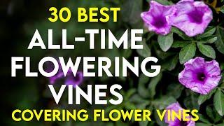 30 best permanent flowering creepers in india  all time flowering vines  perennial flowering vines