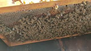 4 Mayıs 2024 Arı kontrolü bölme yapılan arılarda yumurta kontrolü ve arı bakımı Burdur avcılık
