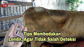 TIPS KENALI LENDIR EDISI LENGKAP BIAR GA KEGUGURAN