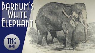 P.T. Barnums White Elephant and Forgotten History