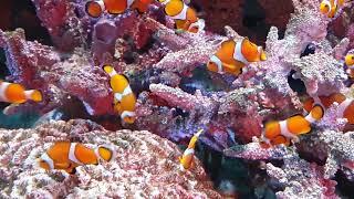 Clownfish Aquarium  10 Hours