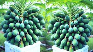 Great method grow super dwarf papaya trees   Growing Papaya 50 DAY