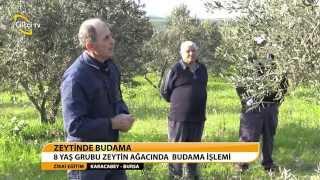 ZİRAİ EĞİTİM - ZEYTİNDE BUDAMA