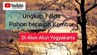 Misteri Pohon Beringin Kembar dan Ritual Masangin Di Alun-Alun Yogyakarta#pohonberingin#yogyakarta