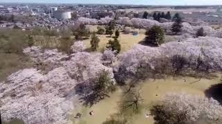 Hyde Park - Inariyama-koen drone view