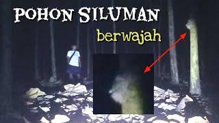 POHON BERWAJAH SILUMAN