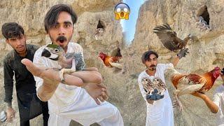 Hum Ne Desert Se Macaw Parrot Ka Baby Rescue Kar Leay ? Aur Aseel Murgha Owl Aur Eagle Pakar Leay 