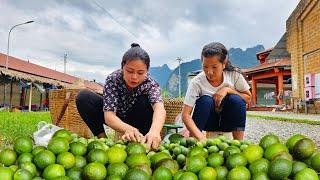 Harvest lemons in four seasons with my sister. my daily life