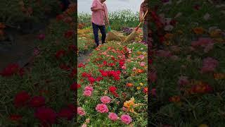 Pollination portulaca flower farm #bonsaigarden #nature #gardening  #gardenflower #portulacaflower