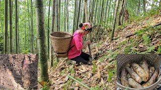 Harvest bamboo shoots and grapefruit to sell